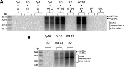 The In Vitro Replication Phenotype Of Hepatitis B Virus HBV Splice