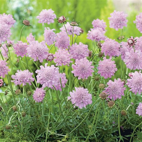 Duifkruid Pink Mist Bestellen Biologische Tuinplanten Sprinklr