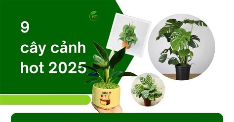 Top Các loại cây cảnh đang hot Không gian xanh lên ngôi Vườn
