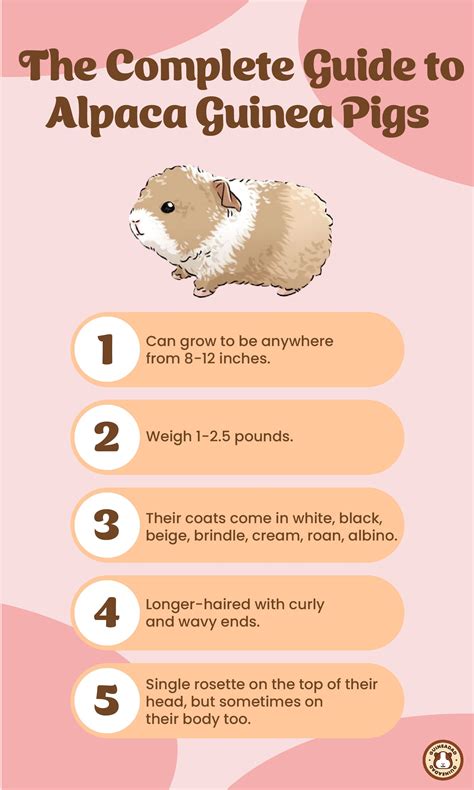 Guinea Pig Breeds List With Pictures