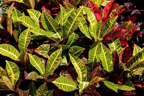 Cómo Cultivar Croton Codiaeum Variegatum Consejos Para Mi Huerto