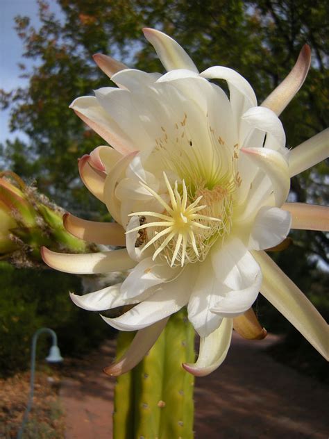 Trichocereus Pachanoi Britton And Rose 1920 Echinopsis Pachanoi