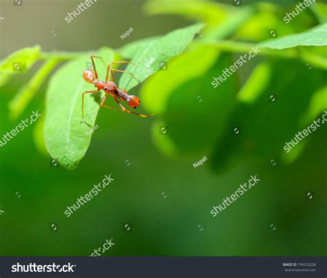 Kerengga Antlike Jumper Myrmarachne Plataleoides Stock Photo 794533228