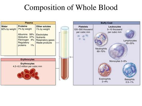 PPT Stages Of Development Of Blood Cells PowerPoint Presentation