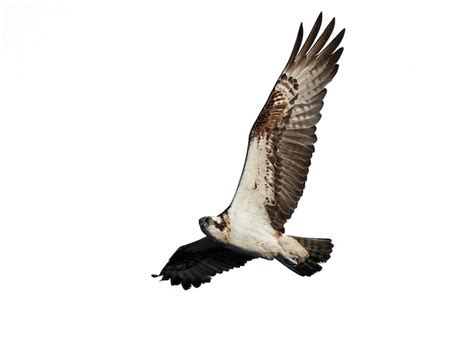 Premium Photo Osprey Pandion Haliaetus