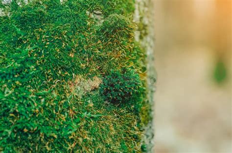 Close Up Green Moss Modern Eco Friendly Decor Made Of Colored