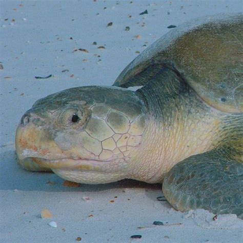 Green Sea Turtle Reproduction