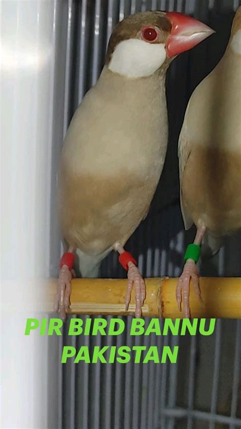 Pir Bird Bannu Pakistan En 2024