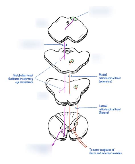 Tectospinal Tract Diagram Quizlet