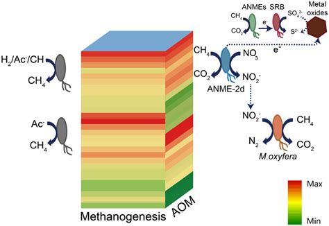 Schematic Representation Of Methane Production And Oxidation Along The Download Scientific