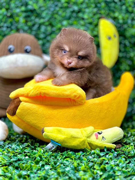 pomeranian puppies  sale  california