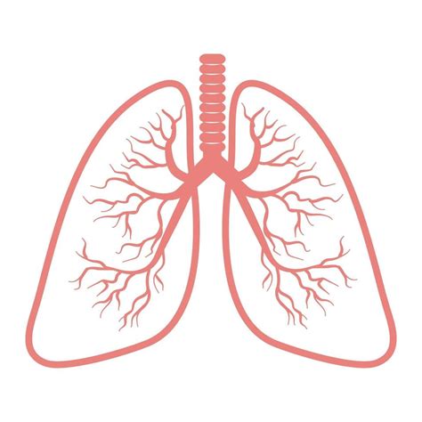 Lungs Vector Art Icons And Graphics For Free Download