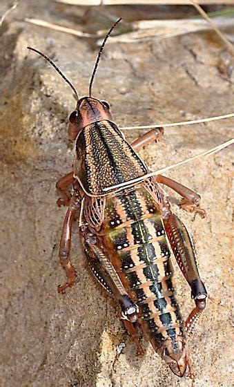 Plains Lubber Brachystola Magna Bugguide