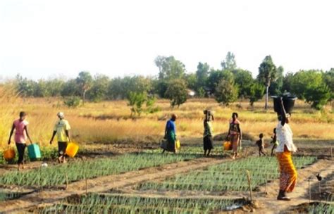 Togo: Agricultural Sector Support Project (PASA) currently under review ...