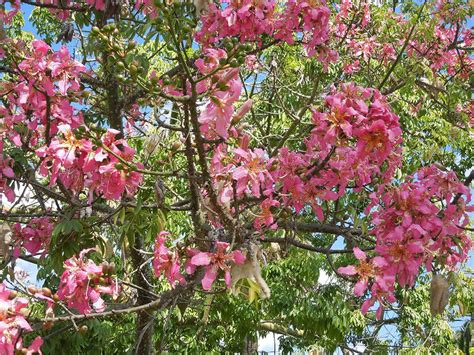 The Silk Floss Tree – Santa Barbara Beautiful