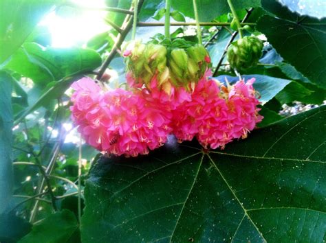 Tropical Hydrangea Dombeya Wallichii Garden Photography Plants Flora