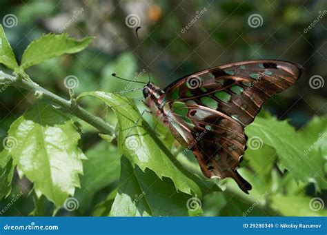 graphium pathysa antiphates fotografering foer bildbyraer bild av