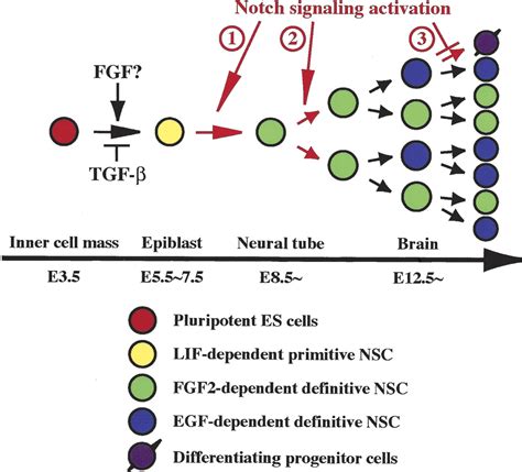 Primitive Neural Stem Cells From The Mammalian Epiblast Differentiate