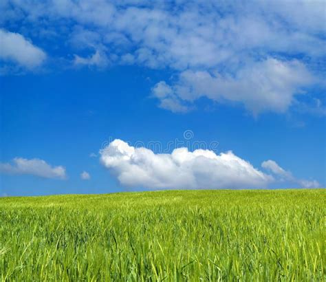 Barley Field Stock Images - Download 61,197 Royalty Free Photos