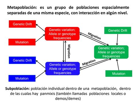 Solution Genetica De Poblaciones Estructura Poblacional Y Flujo Genico