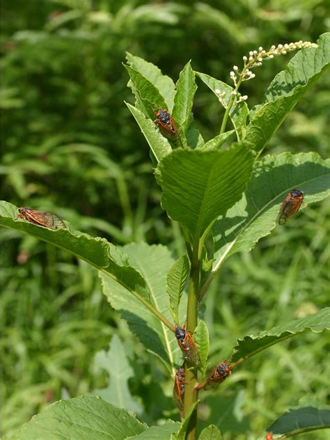 Periodical Cicadas Out in Full Force | Extension Entomology