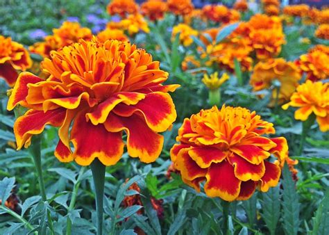 Marigold Flower Plant - Free photo on Pixabay - Pixabay