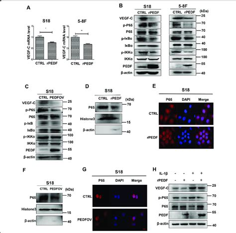 Pedf Downregulates The Expression Of Vegf C Through Ikk I B Nf B