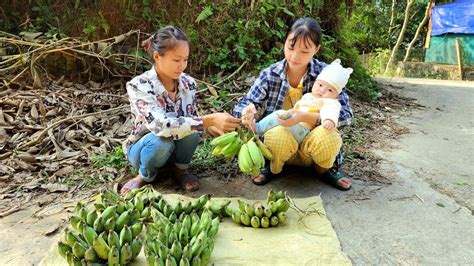 Harvesting Bananas For Sale Designing Natural Wooden Fences Nguy N