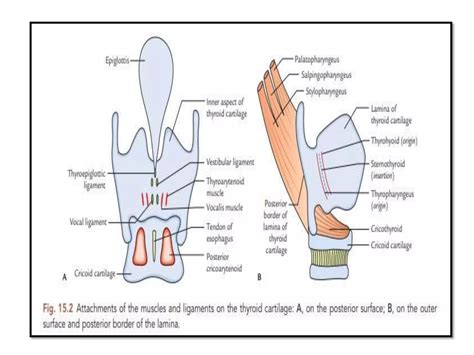 Anatomy Of Larynx Ppt