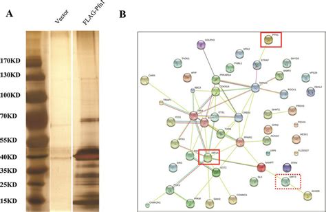 Identification Of Pfn1 Interacting Protein Candidates A Mass