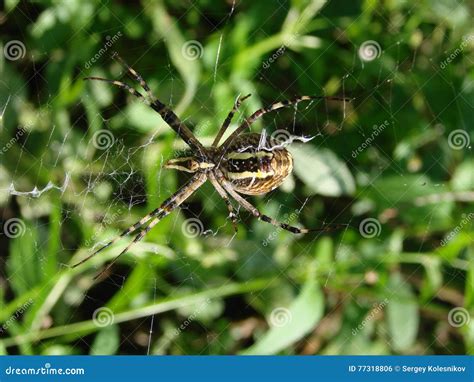 Aranha Da Vespa Que Senta Se Em Um Fundo Do Verde Da Web Foto De Stock