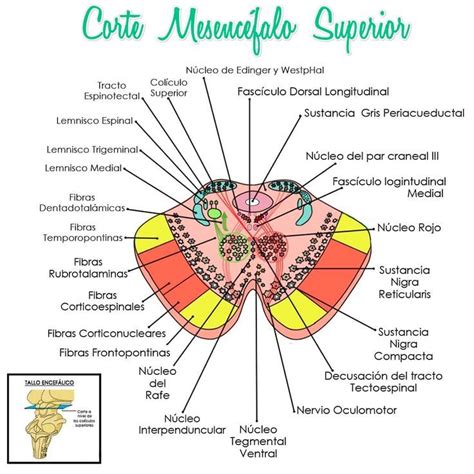 Anatomía Del Tallo Encefálico Corte Transversal A Nivel De Los