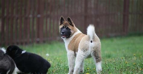 Are American Akitas Hard To Train - AkitaPella