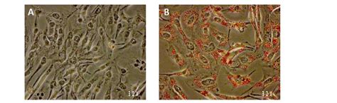 Intracellular Lipid Content Oil Red O Staining Of Sw Cells After