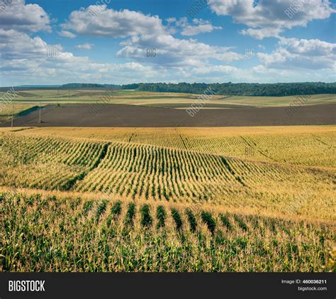 Corn Field On Hills Image And Photo Free Trial Bigstock