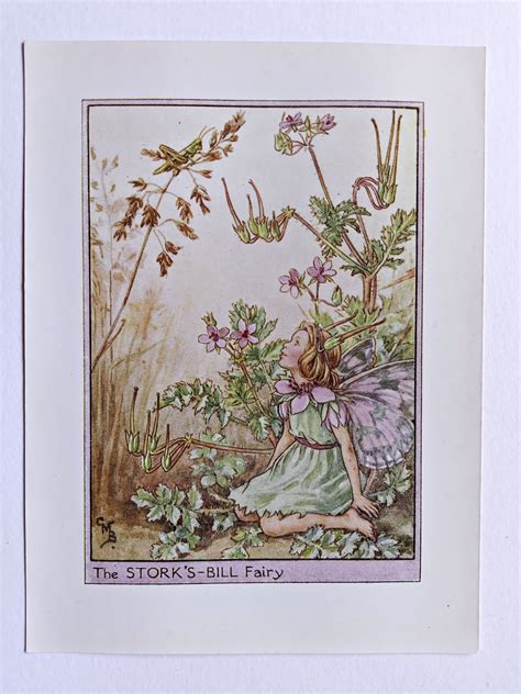 Storks Bill Flower Fairy Print Flower Fairy Prints