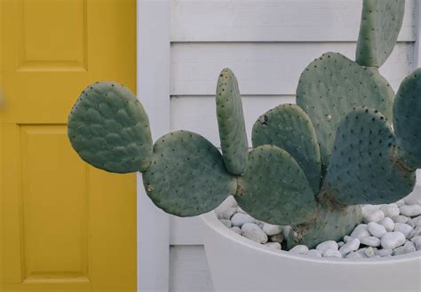 A Close-Up Shot of a Potted Cactus · Free Stock Photo