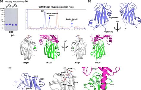 Structural Analysis Of Gnt Iva Lectin Domain A Purity Of The Gnt Iva