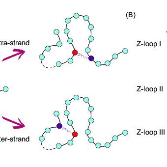 inter strand loop extrusion model