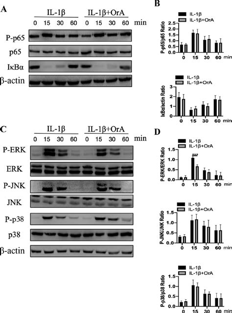 Effect Of Ora On Il 1β Mediated Nf κb And Mapk Activation Chondrocytes