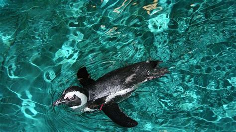 New England Aquarium offering penguins 'honeymoon suites'