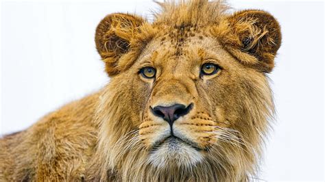 Hd Wallpaper Picture Of A Lion Head Animal Mammal Animal Themes