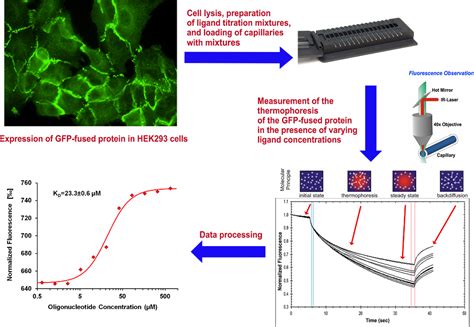 Protein Purification Free Method Of Binding Affinity Determination By