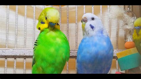 2 5 Hr Happy Parakeets Chirping Playing Eating Cute Budgies Chirping Reduce Stress Of Lonely