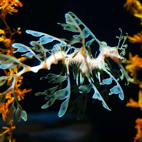 leafy sea dragon  seaweed  fish ocean info