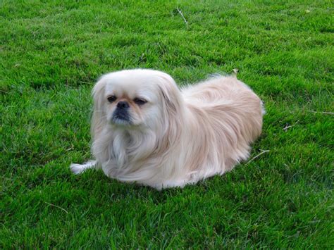 Bijou Kingsley Pekingese ペキニーズ いぬ