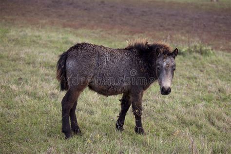 brown colt pony stock image image  grass