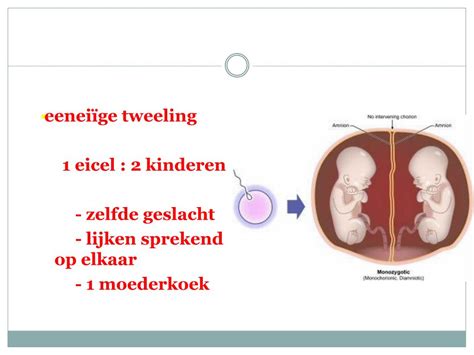 Ppt Biologie Voortplanting En Ontwikkeling H Avo Powerpoint