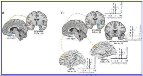 A Connectivity Between VmPFC Seed Region And Amygdala Is Enhanced For