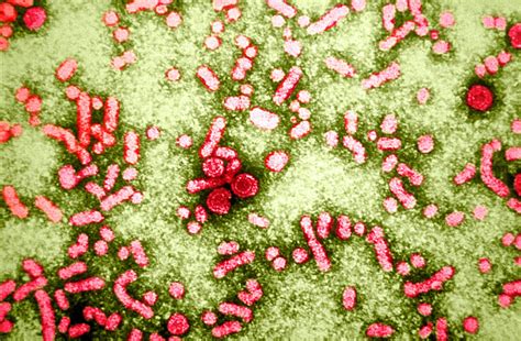 Hepatitis B Virus Tem Photograph By Science Source Fine Art America